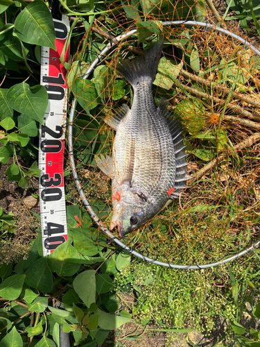キビレの釣果