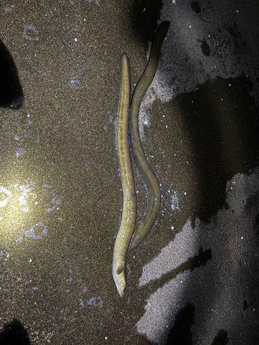 ウナギの釣果