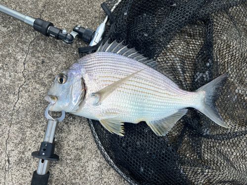 ヘダイの釣果