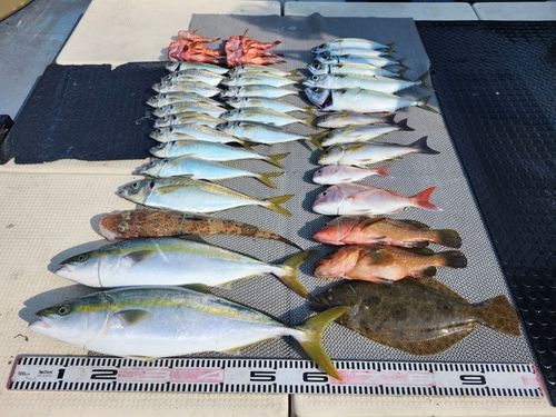 ハマチの釣果