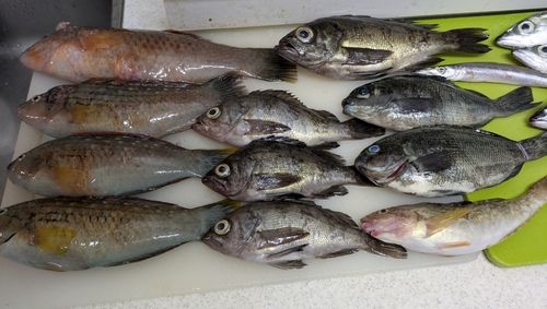 ベラの釣果