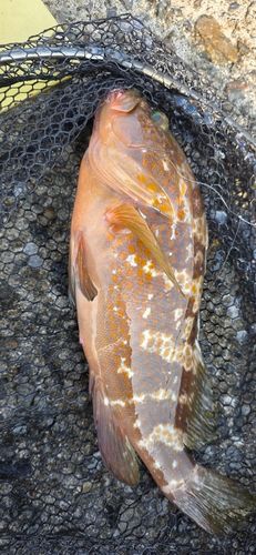 アコウの釣果