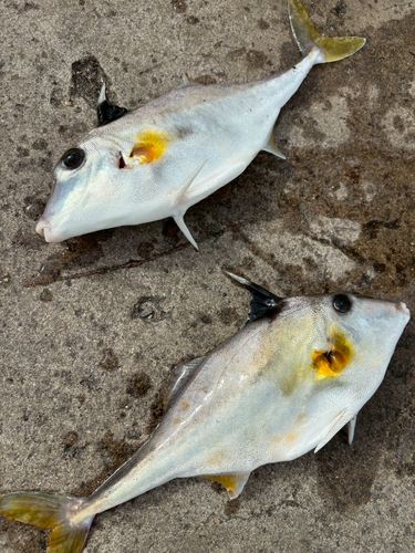 ギマの釣果