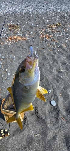 ショゴの釣果