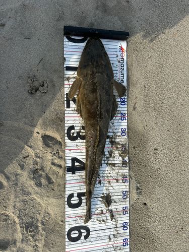 マゴチの釣果