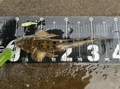 マゴチの釣果