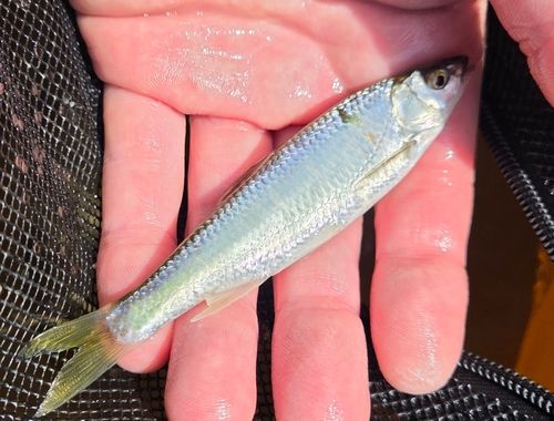 オイカワの釣果
