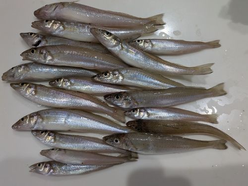 キスの釣果