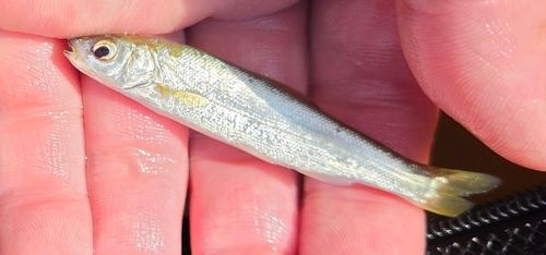 ウグイの釣果