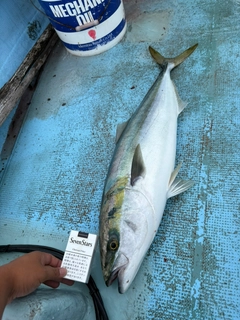 ブリの釣果