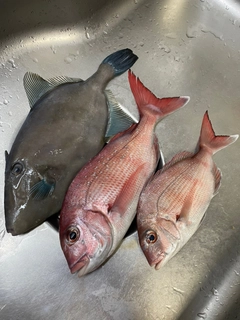 マダイの釣果