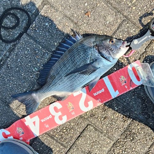チヌの釣果