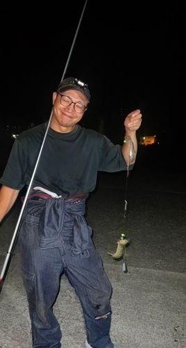 シャコの釣果