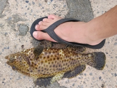 マダラハタの釣果