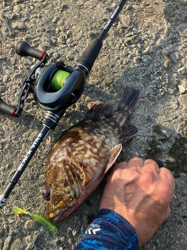 ガシラの釣果