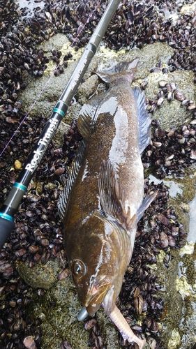 アイナメの釣果