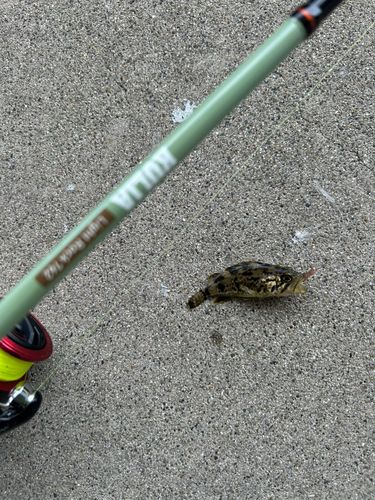 クロソイの釣果