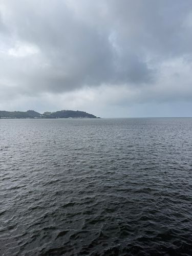 キスの釣果