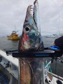 タチウオの釣果