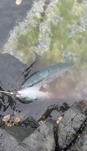 ワラサの釣果