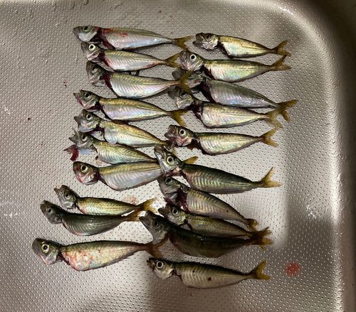 マアジの釣果