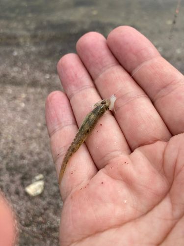ハゼの釣果