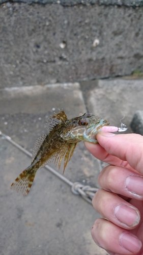 アナハゼの釣果