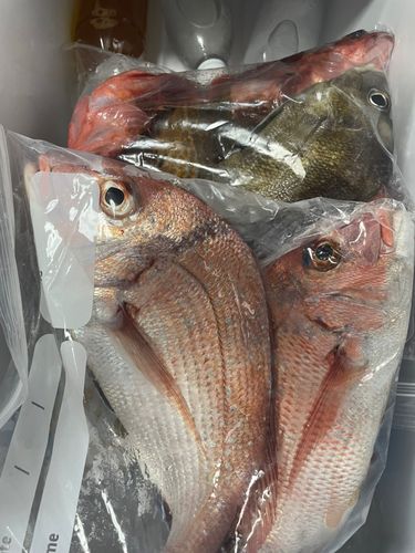 マダイの釣果