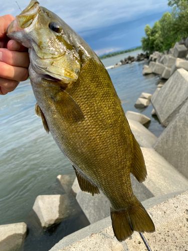 スモールマウスバスの釣果
