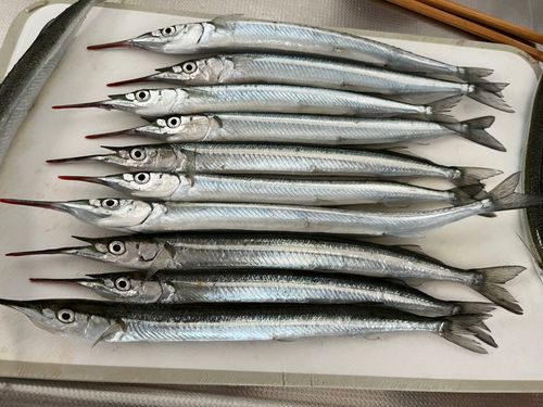 サヨリの釣果