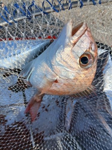 タイの釣果