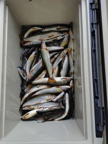 アユの釣果