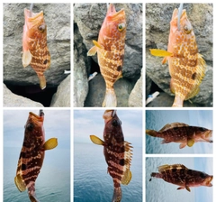 キジハタの釣果