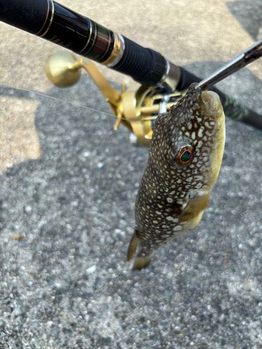 クサフグの釣果