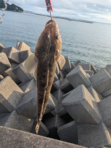 マゴチの釣果