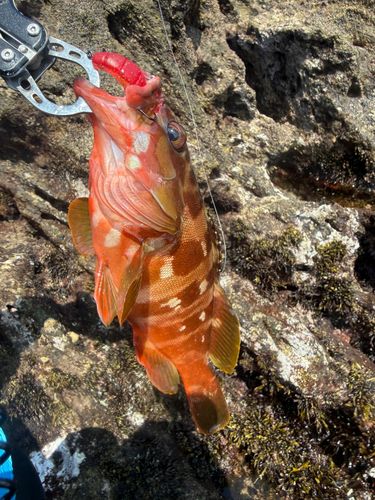 アカハタの釣果