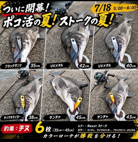 チヌの釣果