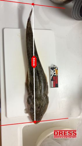 コチの釣果