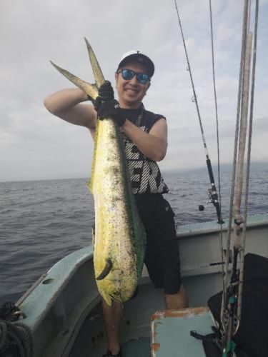 シイラの釣果