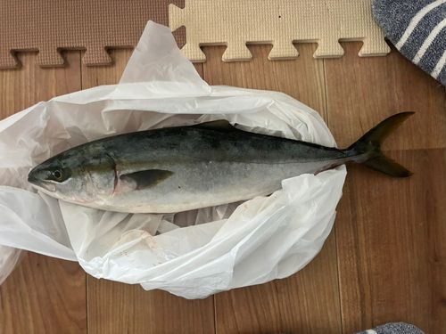 イナダの釣果