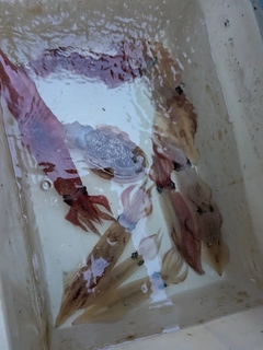 ケンサキイカの釣果