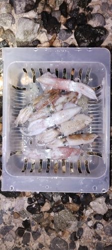 ヒイカの釣果