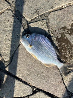 ヘダイの釣果