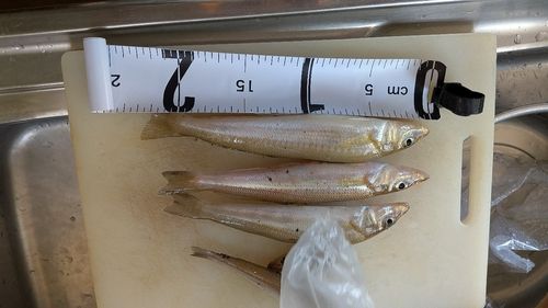 ヒラメの釣果