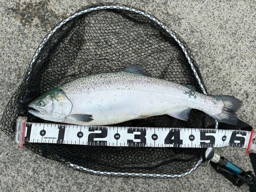 ギンザケの釣果