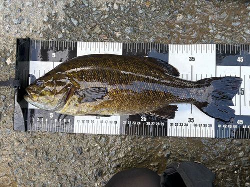 スモールマウスバスの釣果