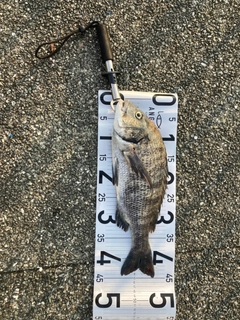 クロダイの釣果