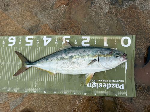 イナダの釣果