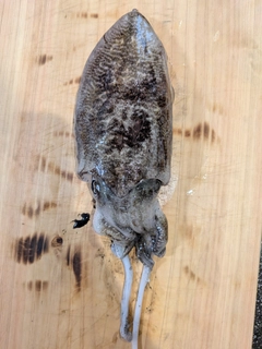 コウイカの釣果