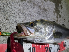 シーバスの釣果